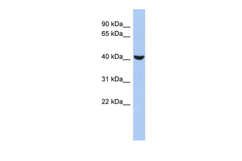 RUNX1 Rabbit Polyclonal Antibody