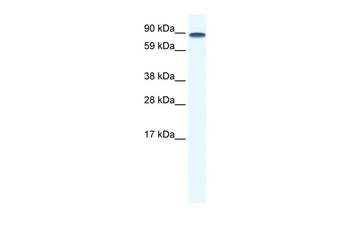 TCF12 Rabbit Polyclonal Antibody