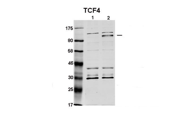 TCF4 Rabbit Polyclonal Antibody