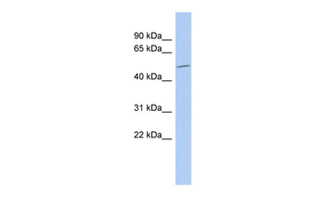 RUNX1 Rabbit Polyclonal Antibody