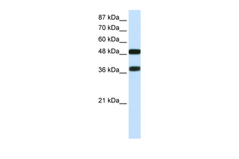 POU3F2 Rabbit Polyclonal Antibody