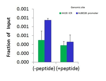 SRF Rabbit Polyclonal Antibody