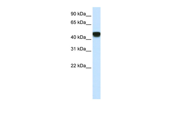SNAPC1 Rabbit Polyclonal Antibody