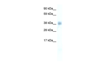 YY1 Rabbit Polyclonal Antibody
