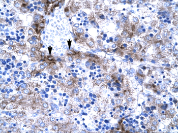 PC4 Rabbit Polyclonal Antibody