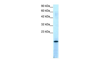 PC4 Rabbit Polyclonal Antibody