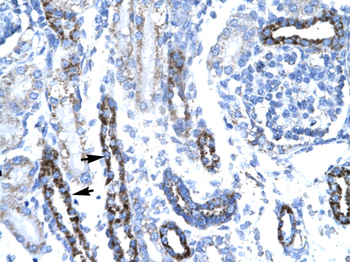 TAF7 Rabbit Polyclonal Antibody