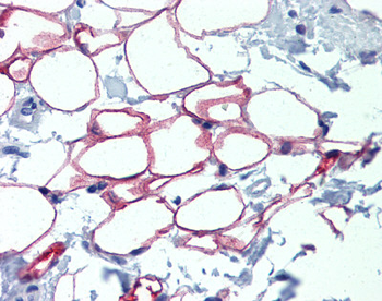 NFIC Rabbit Polyclonal Antibody