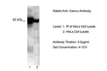 NUCB1 Rabbit Polyclonal Antibody
