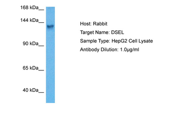 DSEL Rabbit Polyclonal Antibody