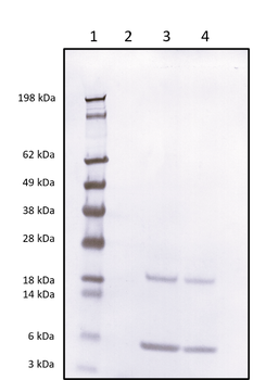 Rabbit polyclonal antibodies to Bovine S100