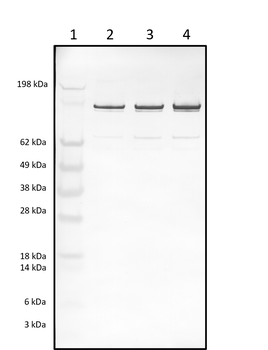 Rabbit polyclonal antibodies to NO Synthase