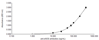 Rabbit polyclonal antibodies to NO Synthase