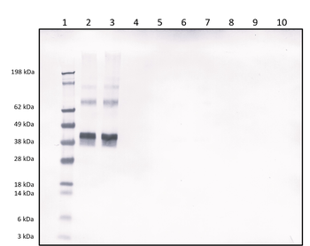 Rabbit polyclonal antibodies to Morphine