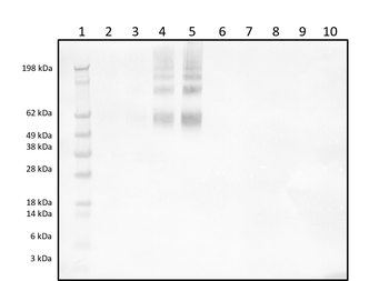 Rabbit polyclonal antibodies to Bradykinin