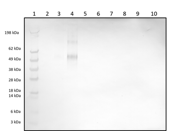 Rabbit polyclonal antibodies to Histamine
