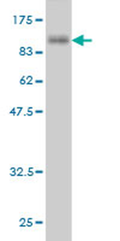 SHC4 monoclonal antibody (M01), clone 2F5