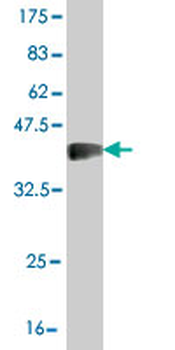 SLC26A5 monoclonal antibody (M04), clone 1F4