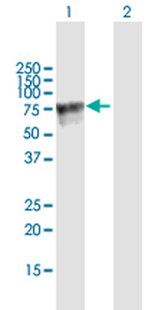 AMIGO2 purified MaxPab mouse polyclonal antibody (B01P)