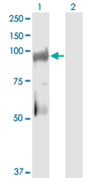 KSR2 monoclonal antibody (M08), clone 1G4