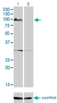 KSR2 monoclonal antibody (M08), clone 1G4
