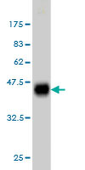 KSR2 monoclonal antibody (M08), clone 1G4