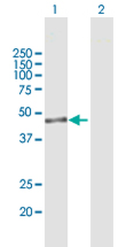 IPMK purified MaxPab mouse polyclonal antibody (B01P)