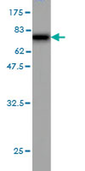 SEPT10 monoclonal antibody (M01), clone 2A12