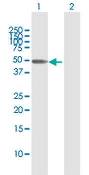 SEPT10 MaxPab rabbit polyclonal antibody (D01)