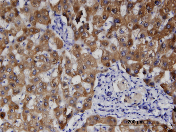 HFE2 monoclonal antibody (M01), clone 1C12
