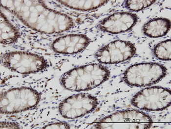 GSC monoclonal antibody (M01), clone 4H7