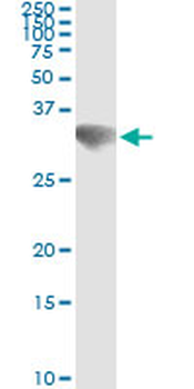 GSC monoclonal antibody (M01), clone 4H7