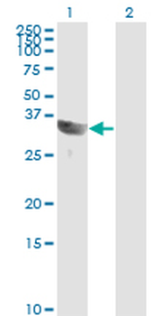 GSC monoclonal antibody (M01), clone 4H7