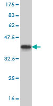 GSC monoclonal antibody (M01), clone 4H7