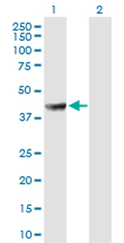 PABPC5 purified MaxPab mouse polyclonal antibody (B01P)