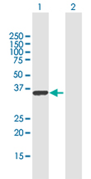 RALYL purified MaxPab mouse polyclonal antibody (B03P)