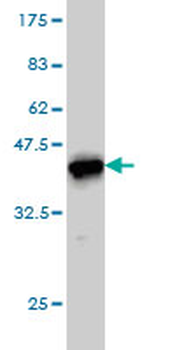 CANT1 monoclonal antibody (M01), clone 2D3