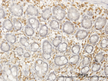 SEPT12 purified MaxPab mouse polyclonal antibody (B01P)