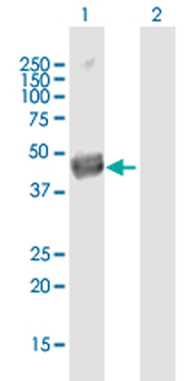 SEPT12 purified MaxPab mouse polyclonal antibody (B01P)