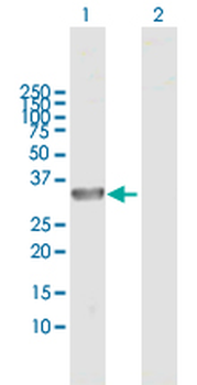 DCUN1D3 MaxPab mouse polyclonal antibody (B01)
