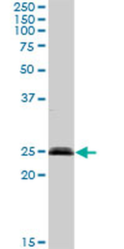 SENP8 MaxPab rabbit polyclonal antibody (D01)