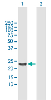 SENP8 MaxPab rabbit polyclonal antibody (D01)