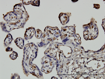 NEDD1 monoclonal antibody (M05), clone 7D10