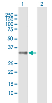 MRGPRX2 purified MaxPab mouse polyclonal antibody (B02P)