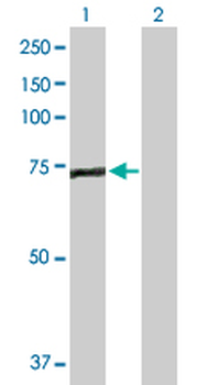 EFHC1 purified MaxPab rabbit polyclonal antibody (D01P)