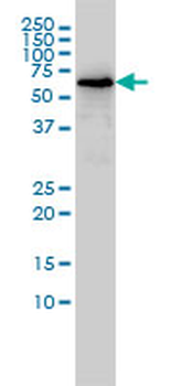 TOE1 monoclonal antibody (M01), clone 1D8