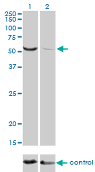 TOE1 monoclonal antibody (M01), clone 1D8