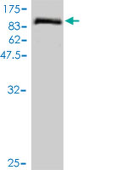 TOE1 monoclonal antibody (M01), clone 1D8