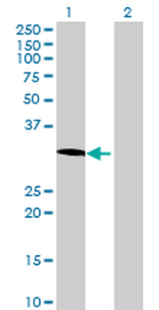 SCYL1BP1 MaxPab mouse polyclonal antibody (B01)