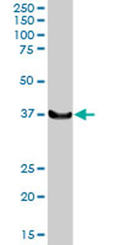 LHX4 purified MaxPab rabbit polyclonal antibody (D01P)